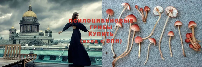 MEGA онион  Электрогорск  Псилоцибиновые грибы Psilocybine cubensis 