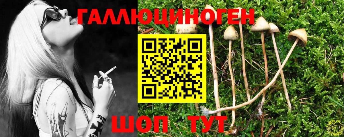 Галлюциногенные грибы Psilocybe Электрогорск